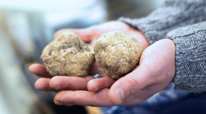 What are Bianchetto Truffles?